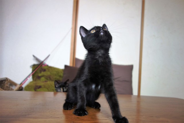 f:id:hiraryo0201:20190706234937j:plain