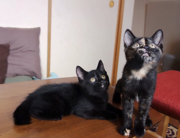 f:id:hiraryo0201:20190706235122j:plain f:id:hiraryo0201:20190706235122j:plain