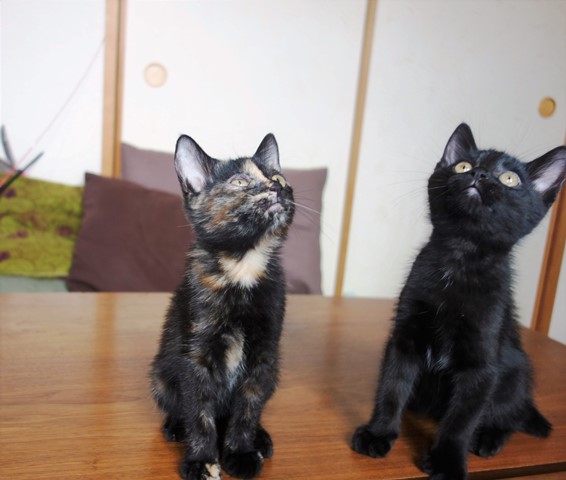 f:id:hiraryo0201:20190706235131j:plain f:id:hiraryo0201:20190706235131j:plain