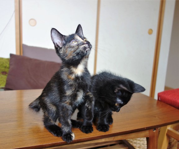 f:id:hiraryo0201:20190706235205j:plain f:id:hiraryo0201:20190706235205j:plain