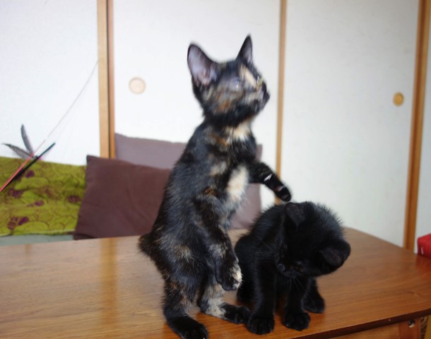 f:id:hiraryo0201:20190706235218j:plain f:id:hiraryo0201:20190706235218j:plain