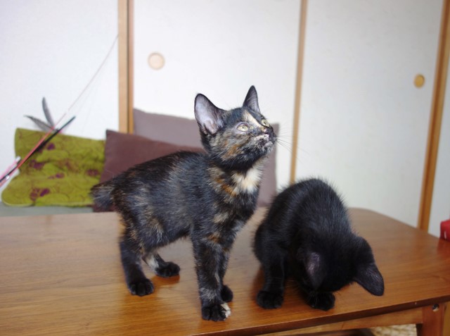 f:id:hiraryo0201:20190706235229j:plain f:id:hiraryo0201:20190706235229j:plain