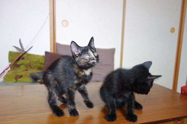 f:id:hiraryo0201:20190706235244j:plain f:id:hiraryo0201:20190706235244j:plain