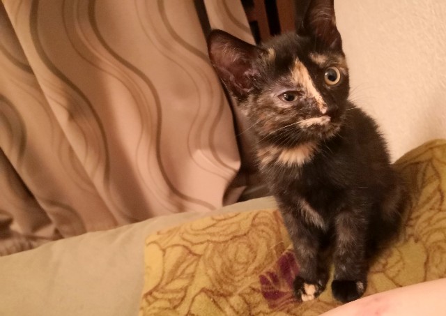 f:id:hiraryo0201:20190709124121j:image f:id:hiraryo0201:20190709124121j:image