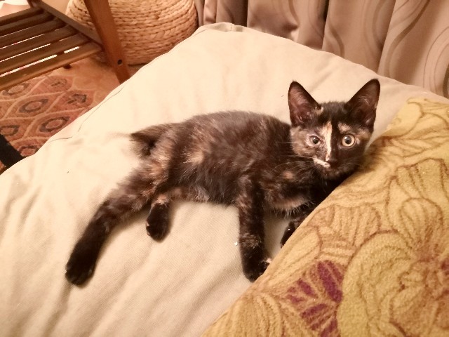 f:id:hiraryo0201:20190709124138j:image f:id:hiraryo0201:20190709124138j:image