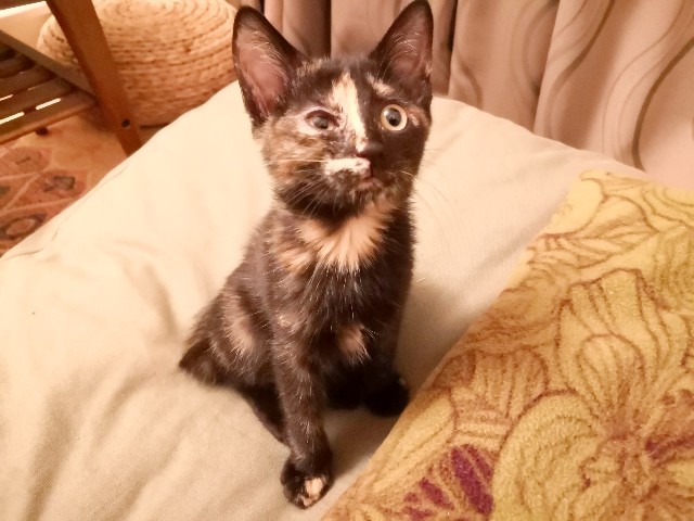 f:id:hiraryo0201:20190709124155j:image f:id:hiraryo0201:20190709124155j:image