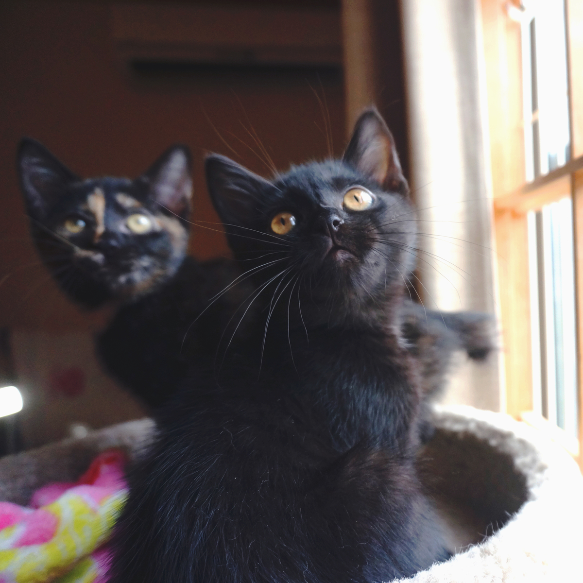 f:id:hiraryo0201:20190714150544j:plain f:id:hiraryo0201:20190714150544j:plain