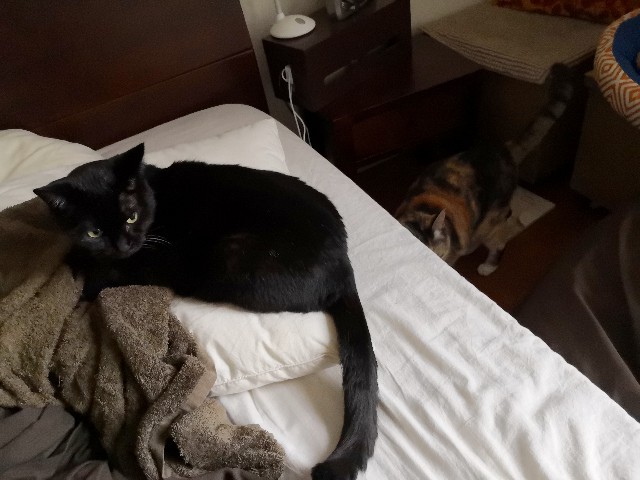 f:id:hiraryo0201:20190715124507j:plain f:id:hiraryo0201:20190715124507j:plain