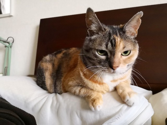 f:id:hiraryo0201:20190715124531j:plain f:id:hiraryo0201:20190715124531j:plain