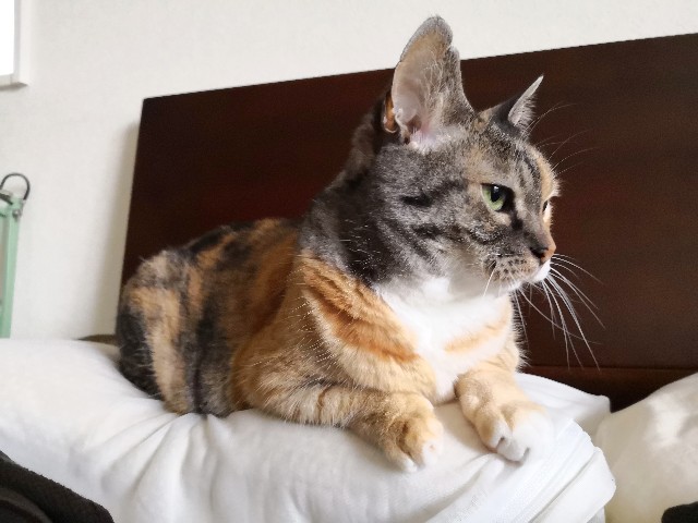 f:id:hiraryo0201:20190715124543j:plain f:id:hiraryo0201:20190715124543j:plain