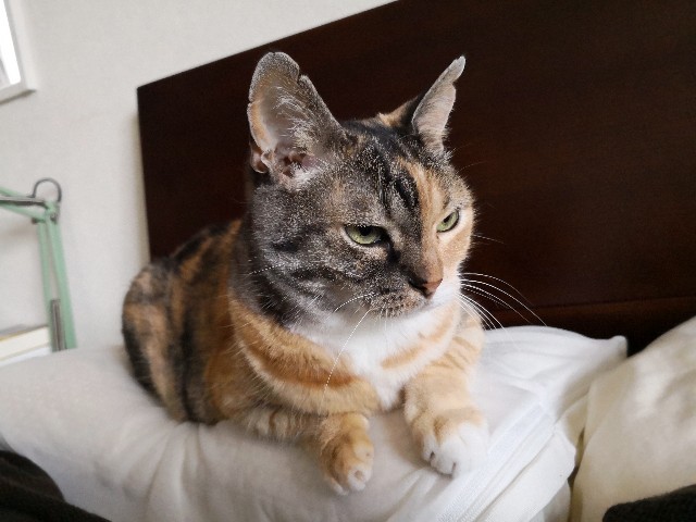 f:id:hiraryo0201:20190715124604j:plain f:id:hiraryo0201:20190715124604j:plain