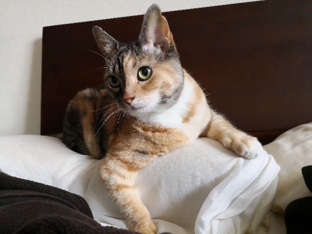 f:id:hiraryo0201:20190715124619j:plain f:id:hiraryo0201:20190715124619j:plain