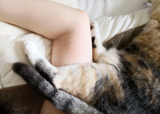 f:id:hiraryo0201:20190715124635j:plain f:id:hiraryo0201:20190715124635j:plain