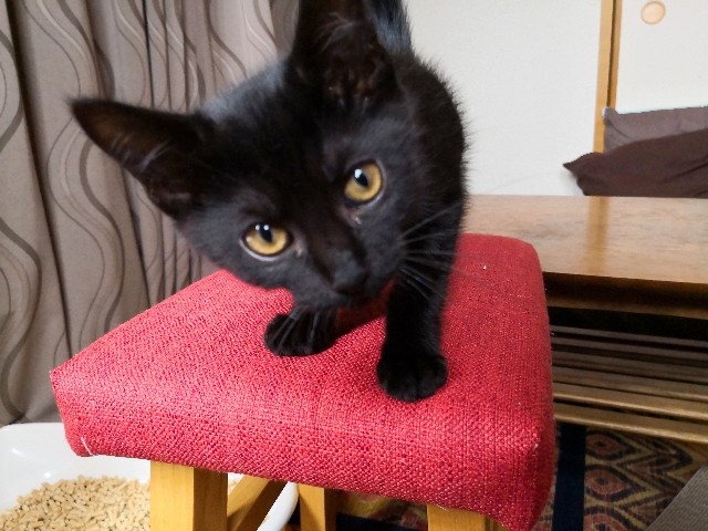 f:id:hiraryo0201:20190715141921j:plain f:id:hiraryo0201:20190715141921j:plain