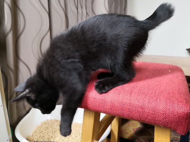 f:id:hiraryo0201:20190715141930j:plain f:id:hiraryo0201:20190715141930j:plain