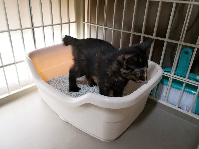 f:id:hiraryo0201:20190715141949j:image f:id:hiraryo0201:20190715141949j:image