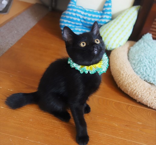 f:id:hiraryo0201:20190715143021j:plain f:id:hiraryo0201:20190715143021j:plain