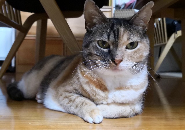 f:id:hiraryo0201:20190716214157j:image f:id:hiraryo0201:20190716214157j:image