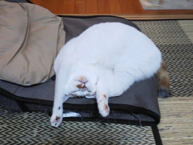 f:id:hiraryo0201:20190716214303j:image f:id:hiraryo0201:20190716214303j:image