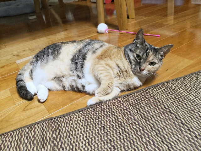 f:id:hiraryo0201:20190716214324j:image f:id:hiraryo0201:20190716214324j:image