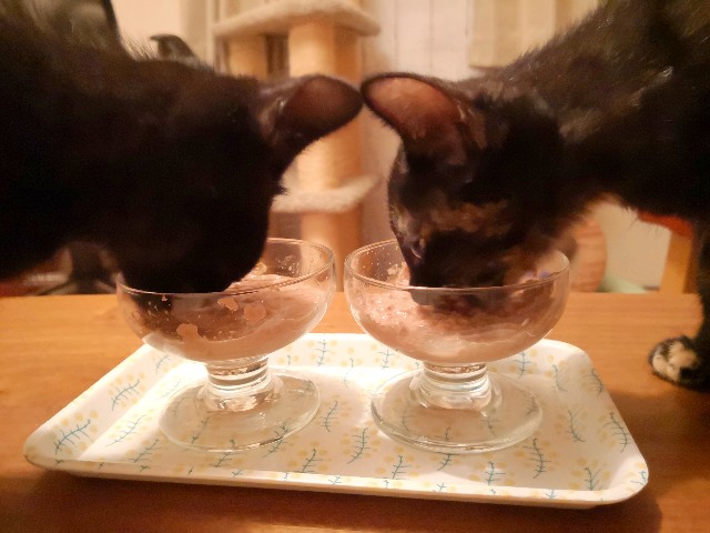 f:id:hiraryo0201:20190716230614j:image f:id:hiraryo0201:20190716230614j:image