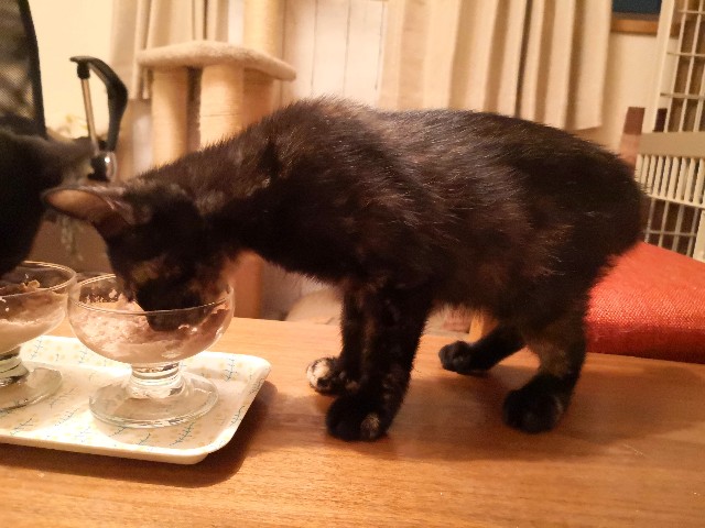 f:id:hiraryo0201:20190716230644j:image f:id:hiraryo0201:20190716230644j:image