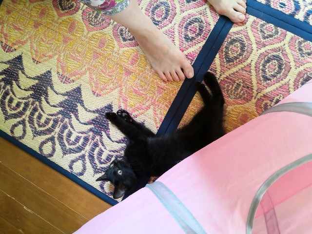 f:id:hiraryo0201:20190716230706j:image f:id:hiraryo0201:20190716230706j:image