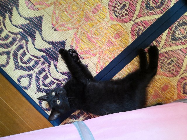 f:id:hiraryo0201:20190716230719j:image f:id:hiraryo0201:20190716230719j:image