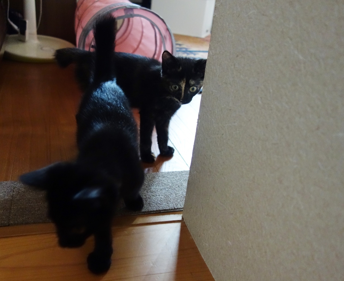 f:id:hiraryo0201:20190721120129j:plain