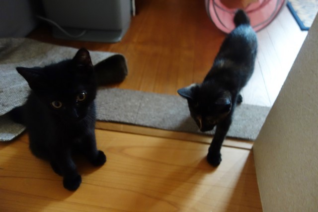 f:id:hiraryo0201:20190721120136j:plain