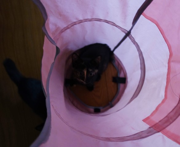 f:id:hiraryo0201:20190721120147j:plain