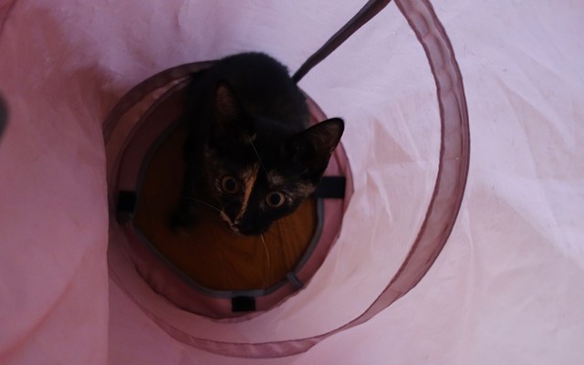 f:id:hiraryo0201:20190721120152j:plain