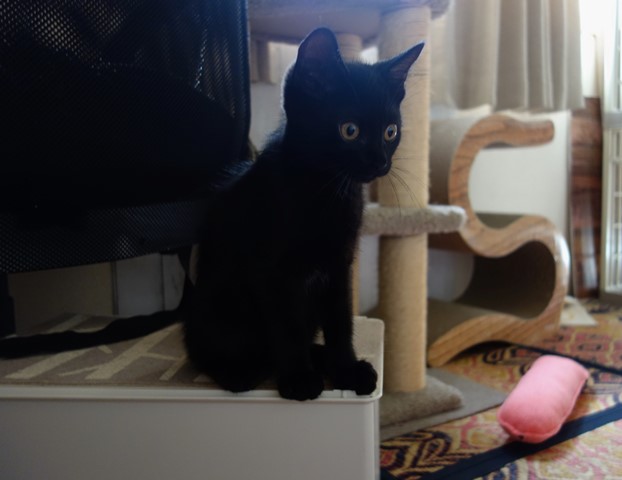 f:id:hiraryo0201:20190721120202j:plain