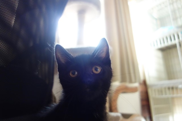 f:id:hiraryo0201:20190721120209j:plain