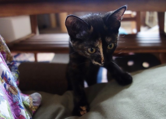 f:id:hiraryo0201:20190721120231j:plain