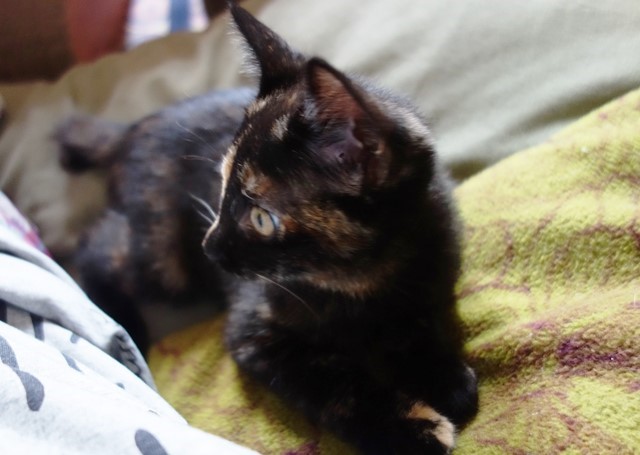 f:id:hiraryo0201:20190721120237j:plain