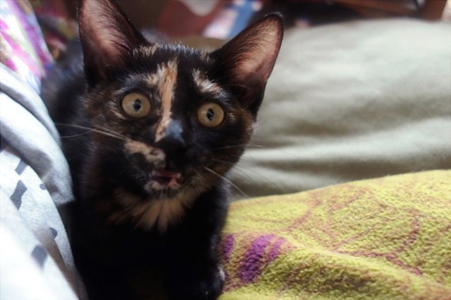 f:id:hiraryo0201:20190721120243j:plain