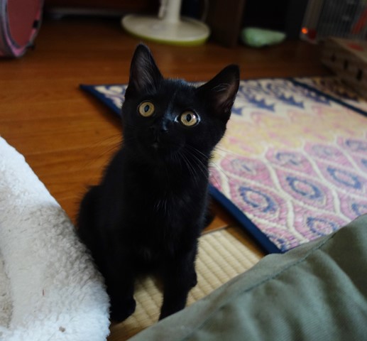 f:id:hiraryo0201:20190721120314j:plain