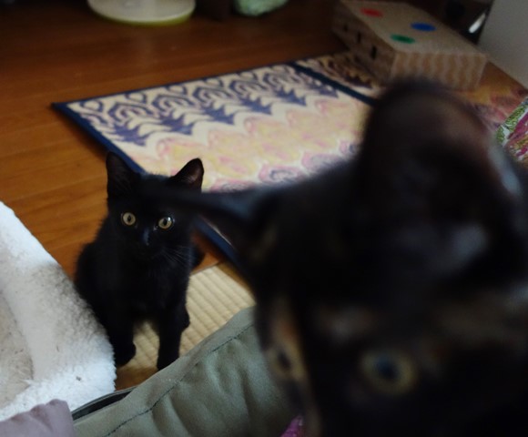 f:id:hiraryo0201:20190721120321j:plain