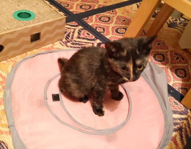 f:id:hiraryo0201:20190725202416j:image f:id:hiraryo0201:20190725202416j:image