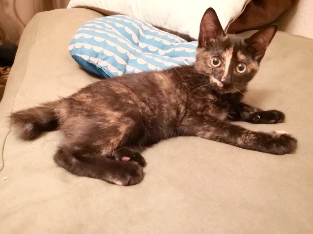 f:id:hiraryo0201:20190725202435j:image f:id:hiraryo0201:20190725202435j:image