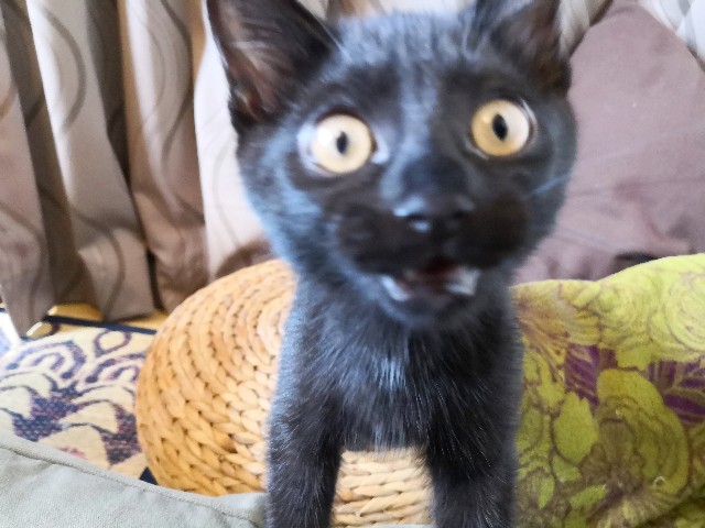 f:id:hiraryo0201:20190727225216j:image f:id:hiraryo0201:20190727225216j:image