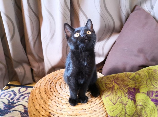 f:id:hiraryo0201:20190727225229j:plain f:id:hiraryo0201:20190727225229j:plain