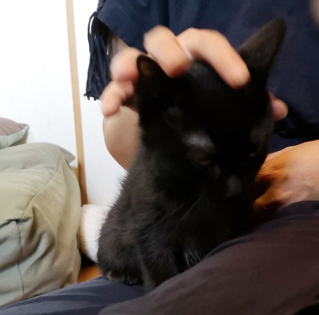 f:id:hiraryo0201:20190727225250j:plain