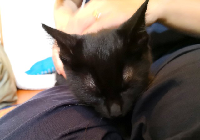 f:id:hiraryo0201:20190727225258j:plain