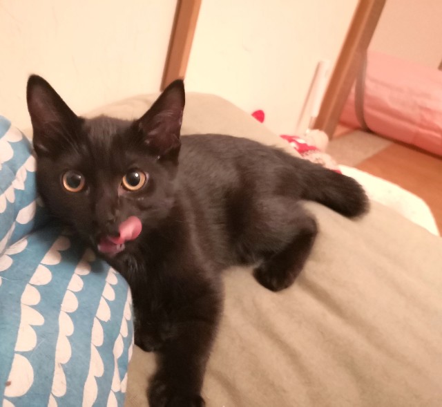 f:id:hiraryo0201:20190803201419j:image f:id:hiraryo0201:20190803201419j:image