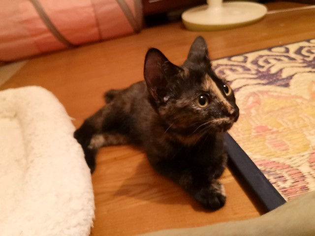 f:id:hiraryo0201:20190803201445j:image f:id:hiraryo0201:20190803201445j:image