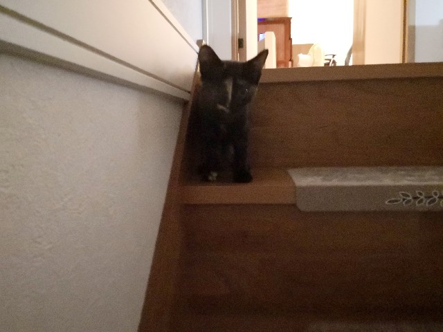 f:id:hiraryo0201:20190803201457j:plain