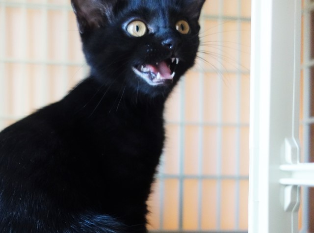 f:id:hiraryo0201:20190803222444j:plain