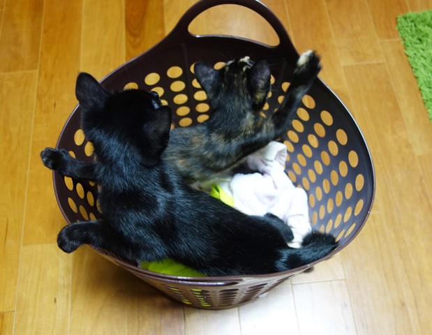 f:id:hiraryo0201:20190803222532j:plain